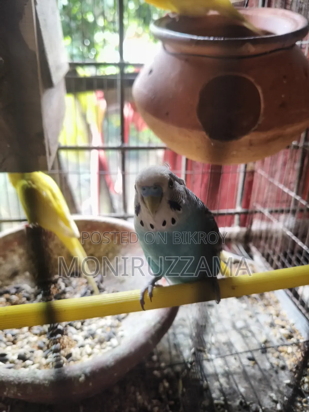 বাজরিগর পাখি ফুল এডাল্ট ৭ জোড়া