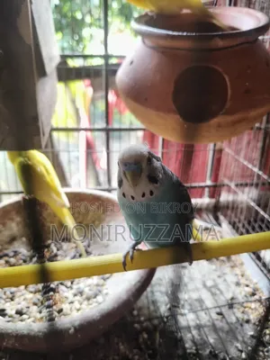বাজরিগর পাখি ফুল এডাল্ট ৭ জোড়া