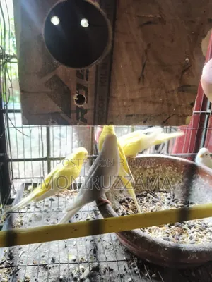 বাজরিগর পাখি ফুল এডাল্ট ৭ জোড়া