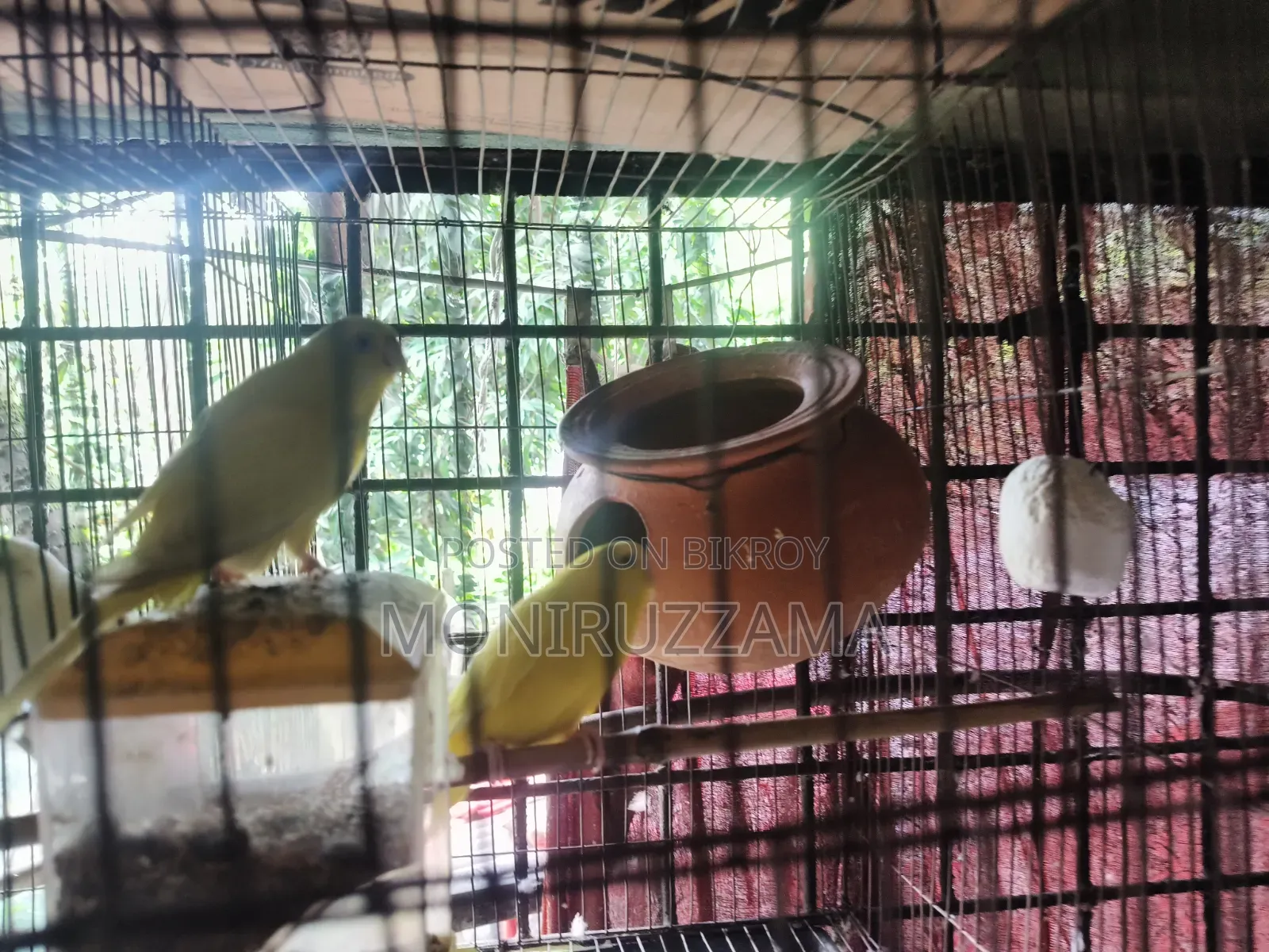 বাজরিগর পাখি ফুল এডাল্ট ৭ জোড়া