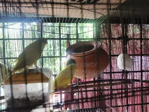 বাজরিগর পাখি ফুল এডাল্ট ৭ জোড়া