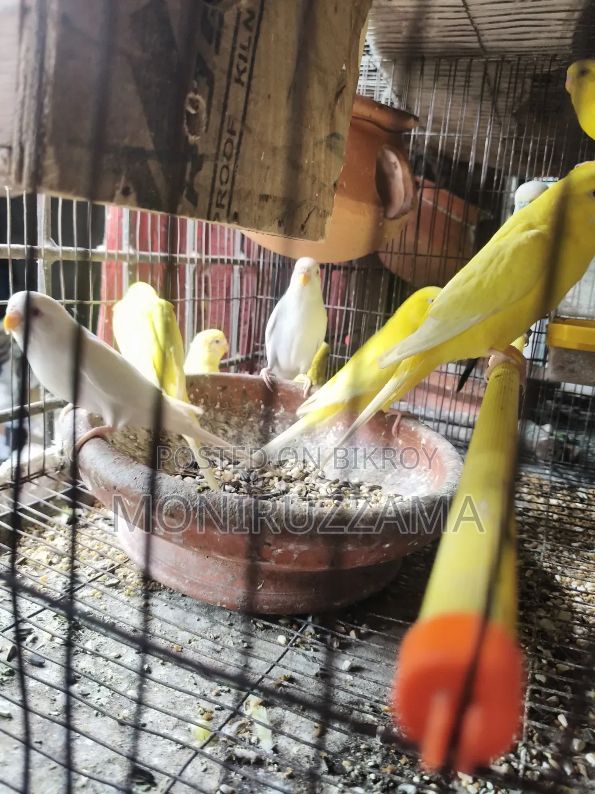 বাজরিগর পাখি ফুল এডাল্ট ৭ জোড়া