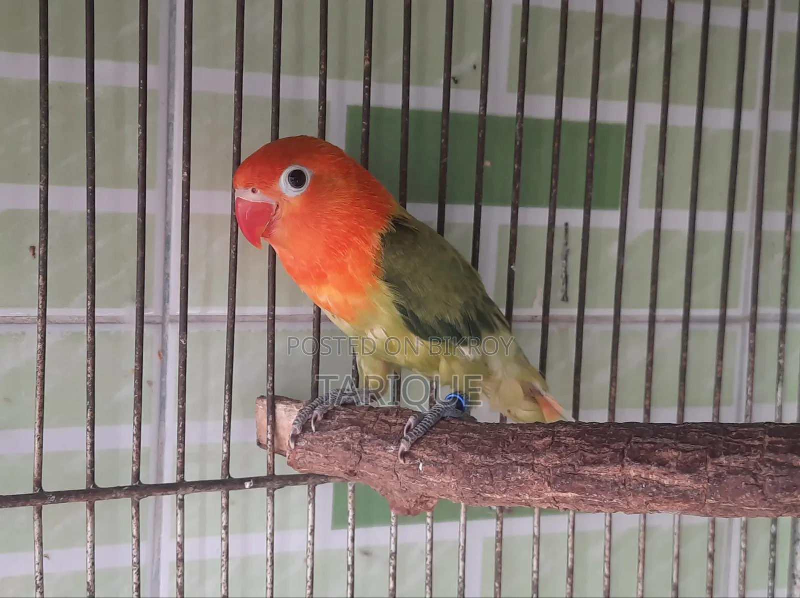 Green Opaline Love Bird Baby