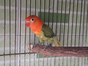 গ্রিন ওপালিন লাভ বার্ড বেবি