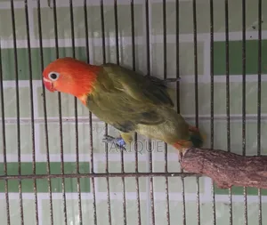 Green Opaline Love Bird Baby