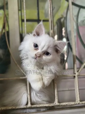 3-6 Months Male Purebred Persian