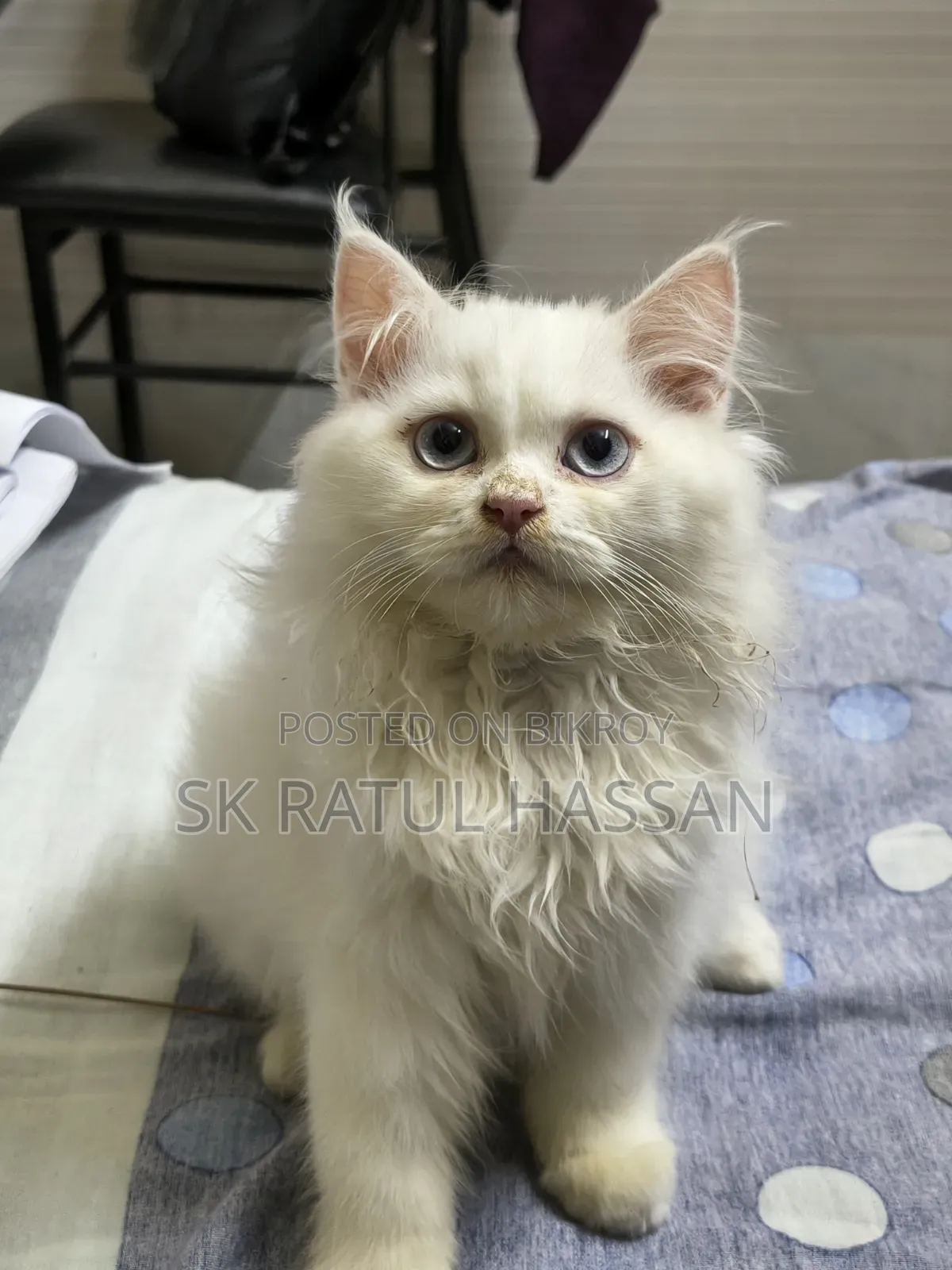3-6 Months Male Purebred Persian