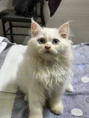 3-6 Months Male Purebred Persian