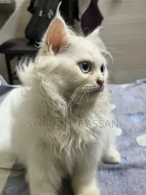 3-6 Months Male Purebred Persian