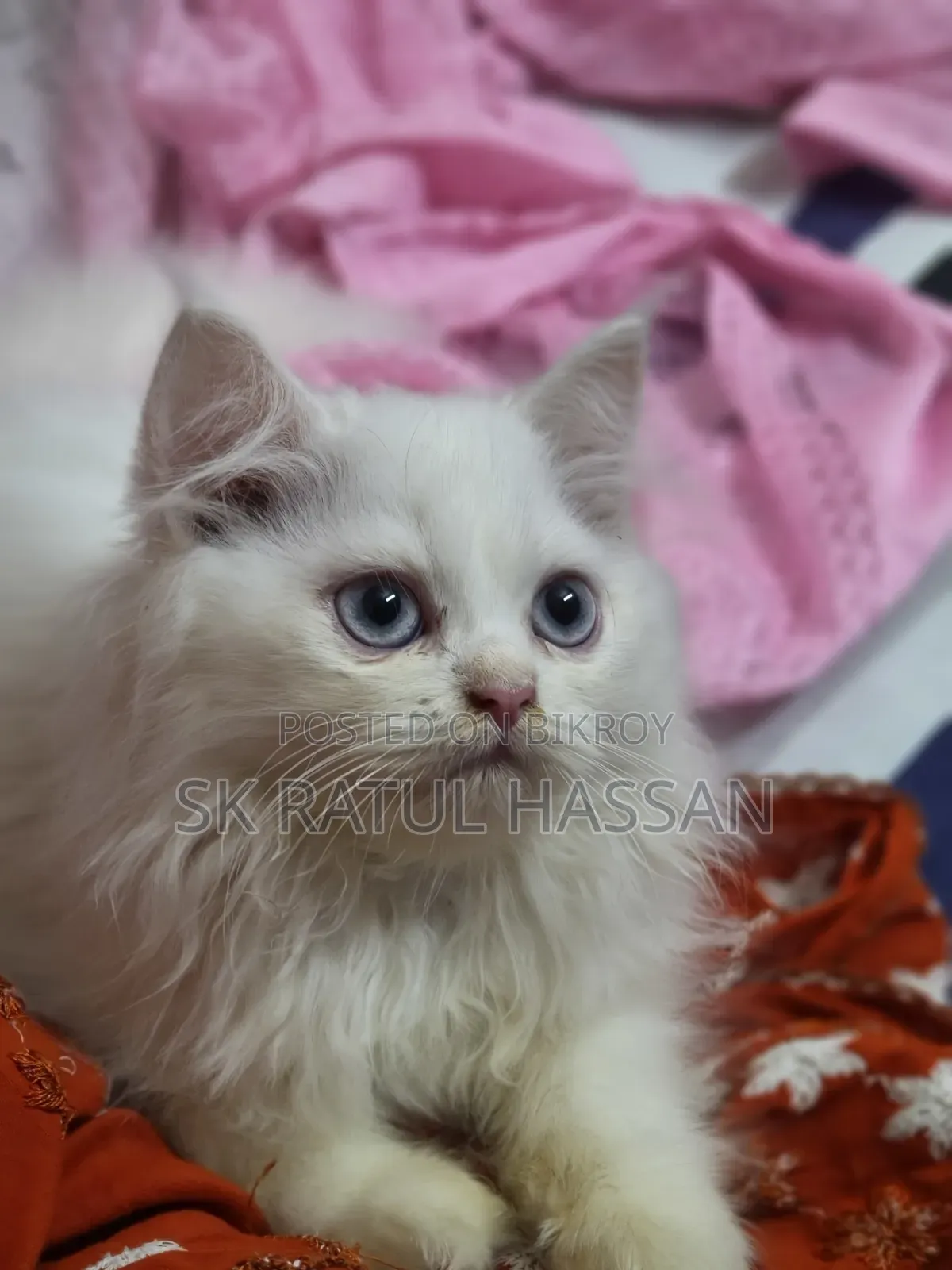 3-6 Months Male Purebred Persian