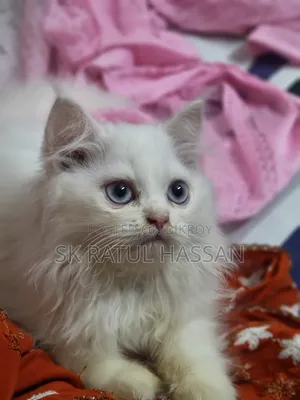3-6 Months Male Purebred Persian