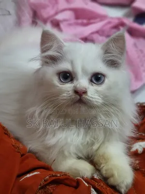 3-6 Months Male Purebred Persian
