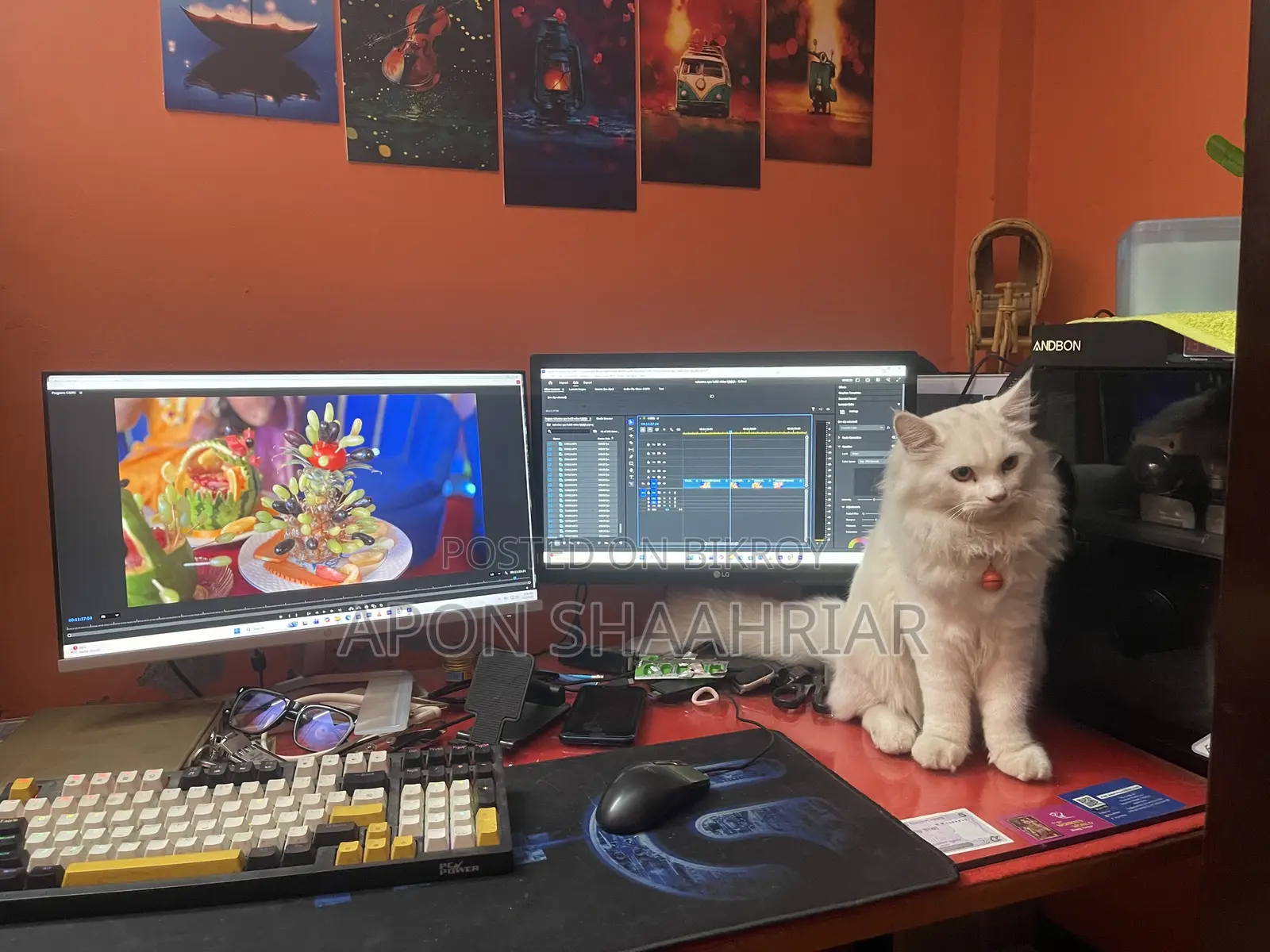 6-12 Months Male Purebred Persian