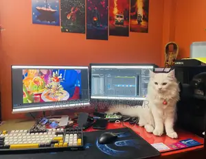 6-12 Months Male Purebred Persian