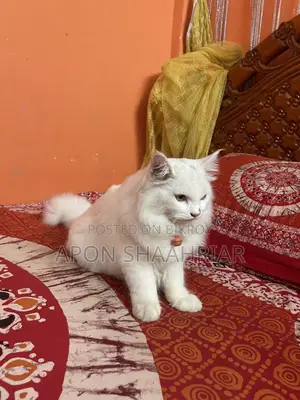 6-12 Months Male Purebred Persian