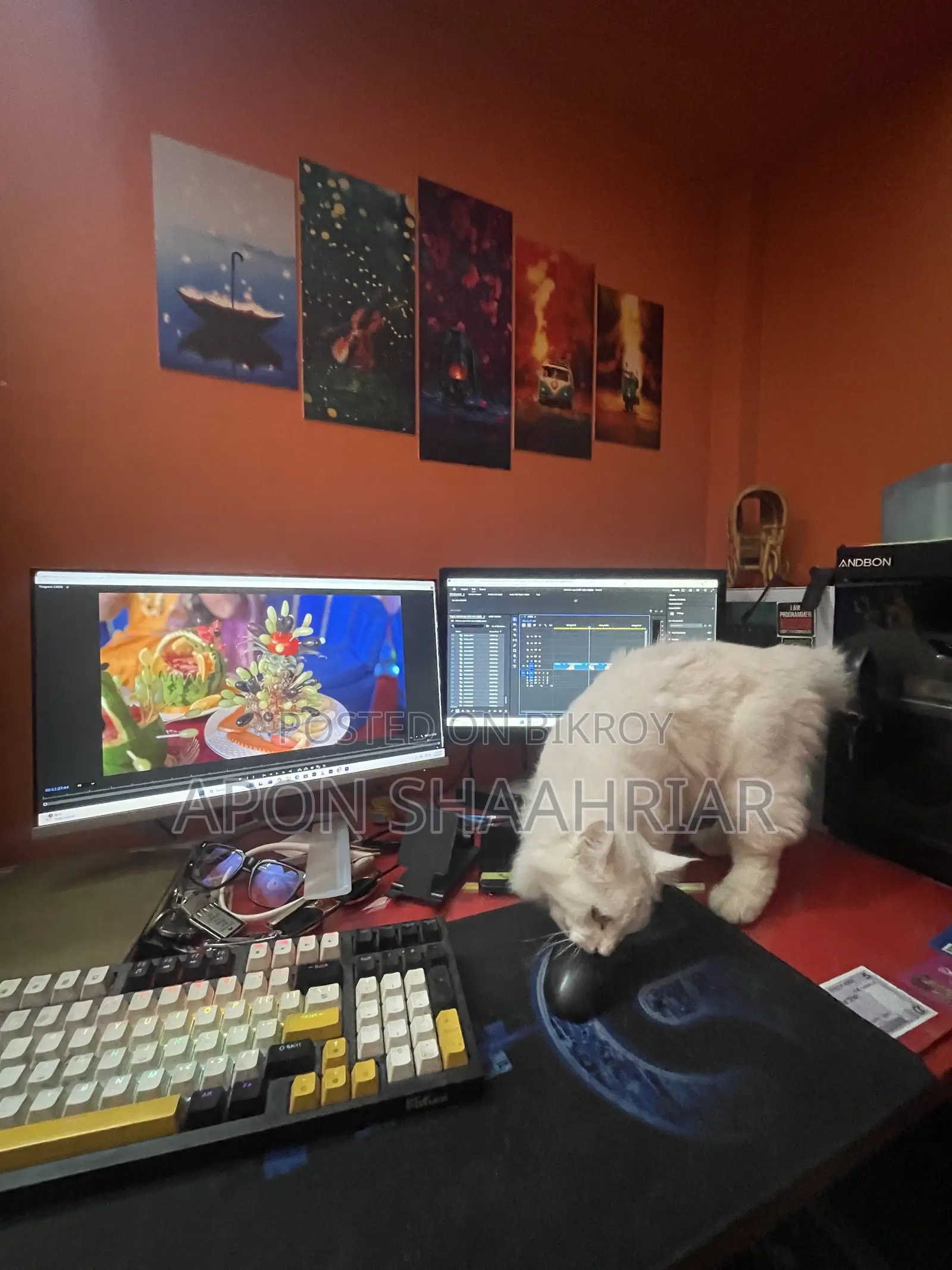 6-12 Months Male Purebred Persian