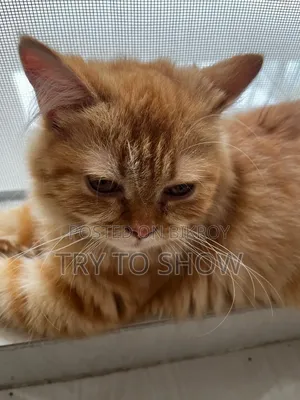 3-6 Months Female Purebred Persian