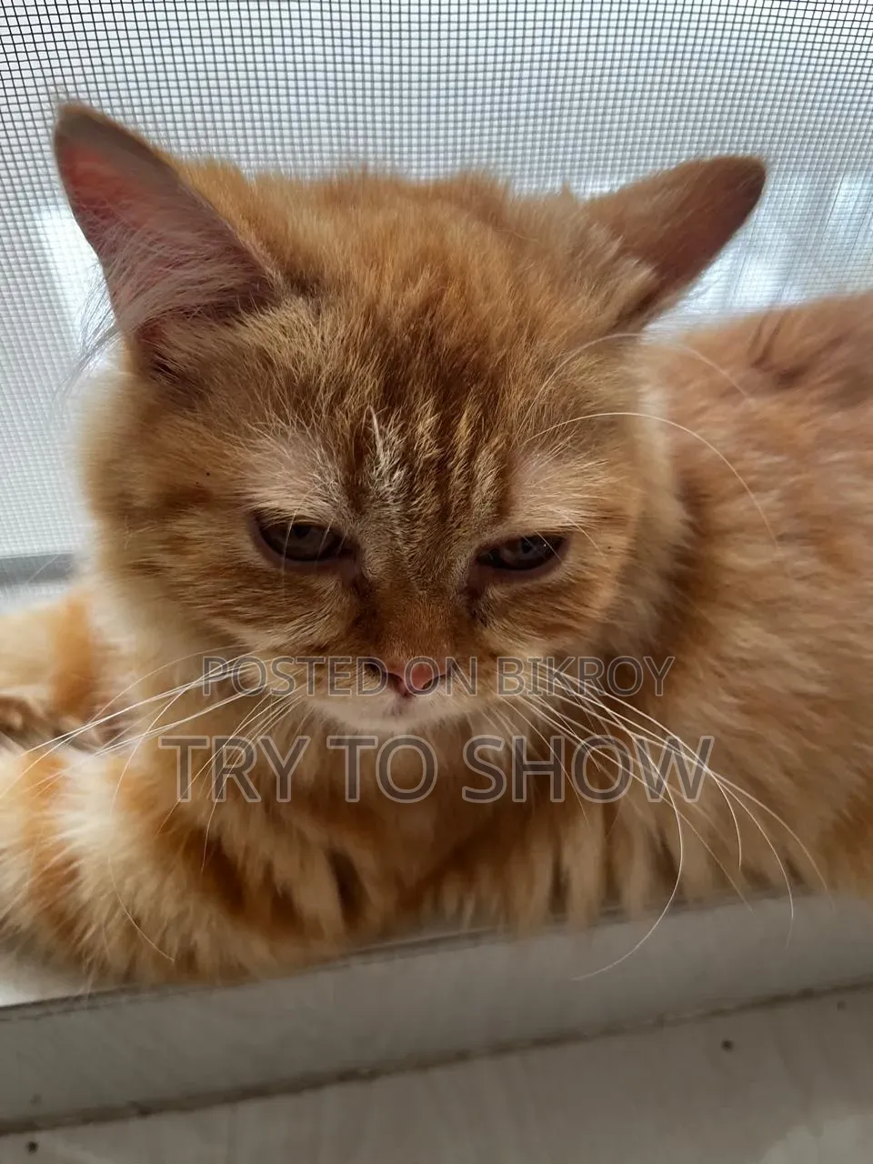 3-6 Months Female Purebred Persian