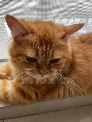 3-6 Months Female Purebred Persian