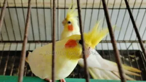 লুটিনো কোকাটেল পাখি