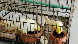 লুটিনো কোকাটেল পাখি