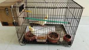 লুটিনো কোকাটেল পাখি
