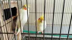 লুটিনো কোকাটেল পাখি