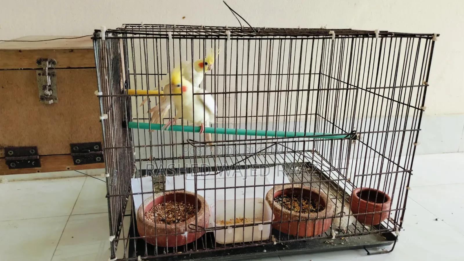 লুটিনো কোকাটেল পাখি