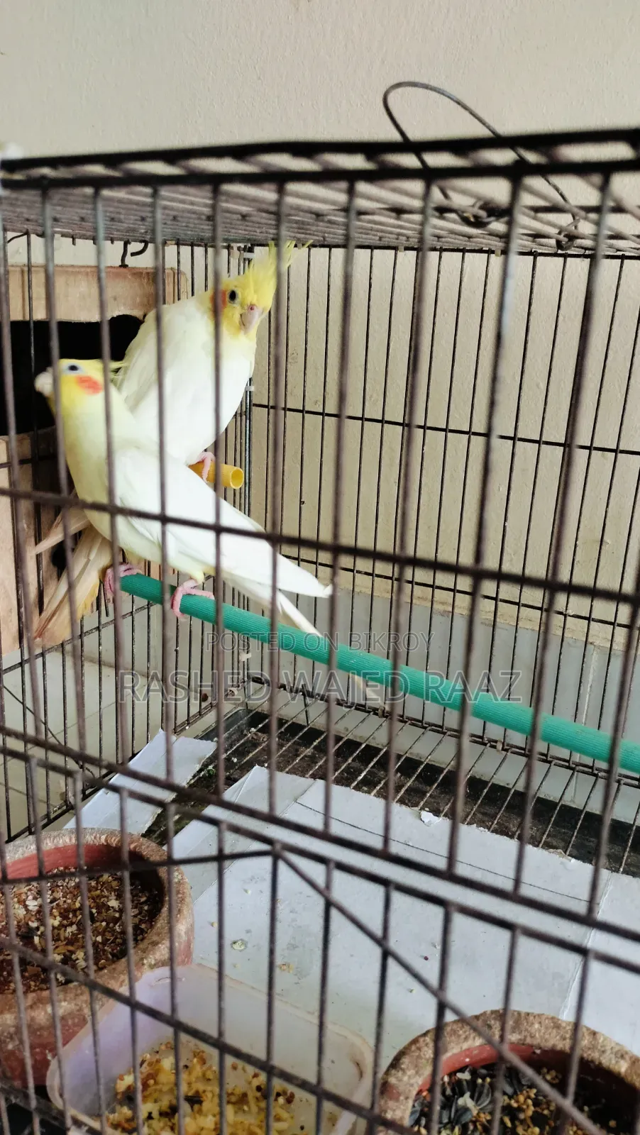 লুটিনো কোকাটেল পাখি