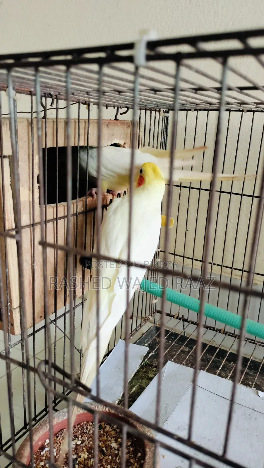লুটিনো কোকাটেল পাখি