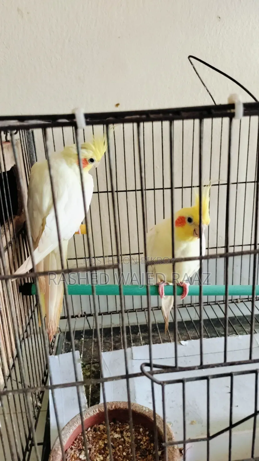 লুটিনো কোকাটেল পাখি
