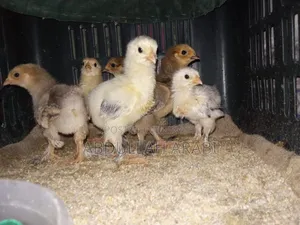 Brahma Chicken Chicks (4 pieces)