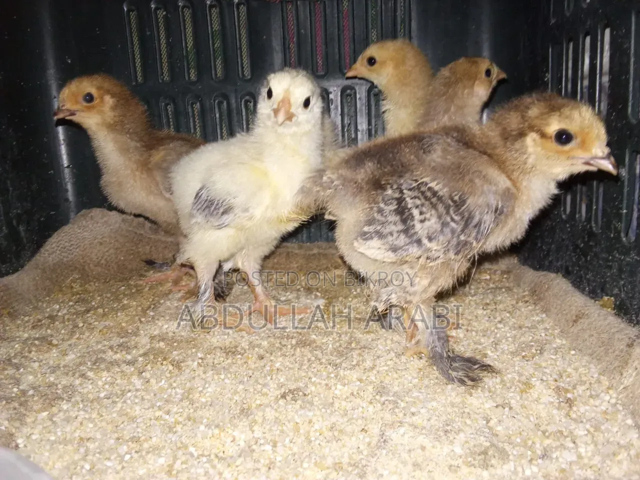 Brahma Chicken Chicks (4 pieces)