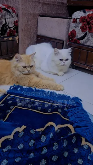 1+ Year Male Purebred Persian