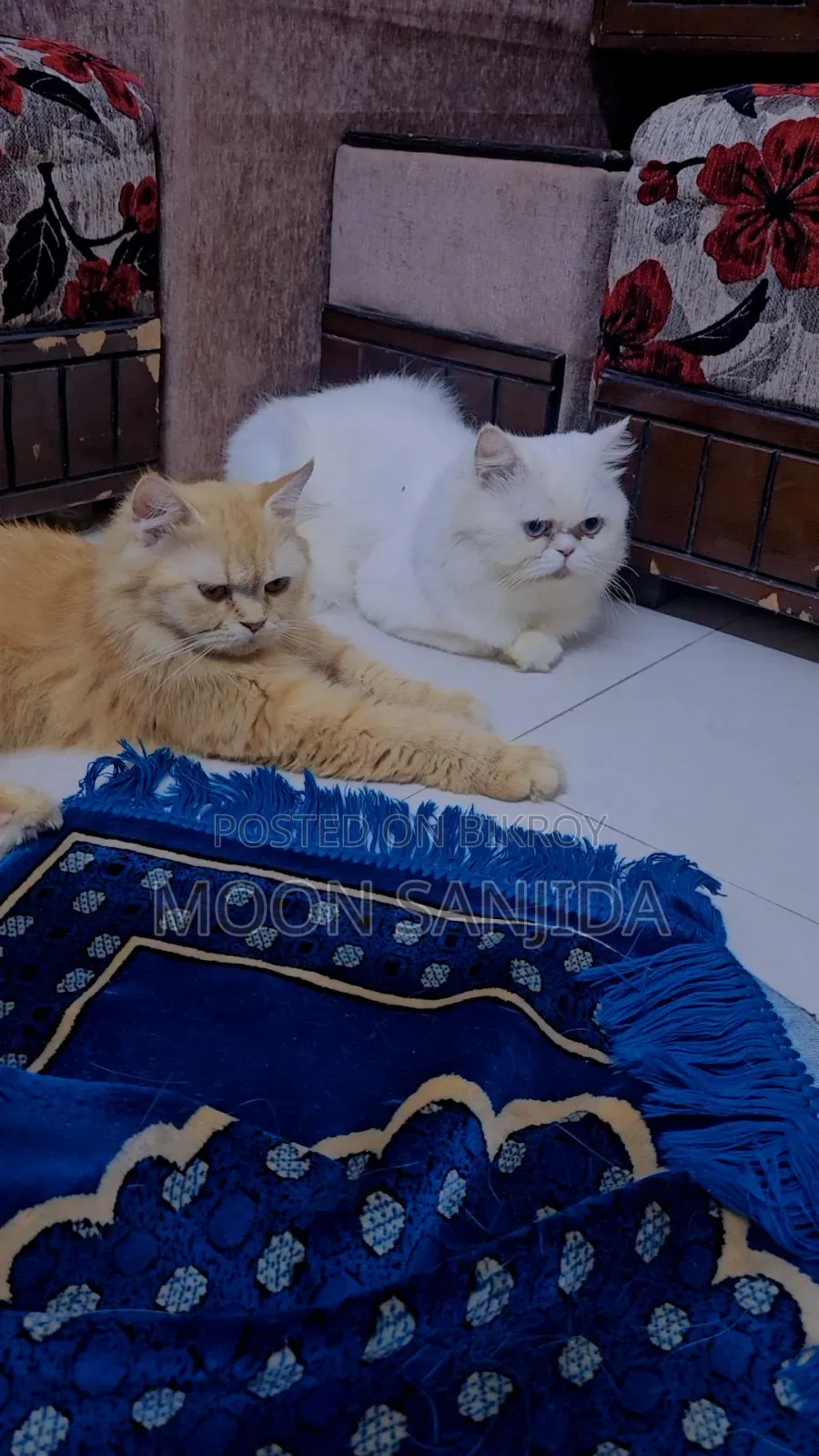 1+ Year Male Purebred Persian