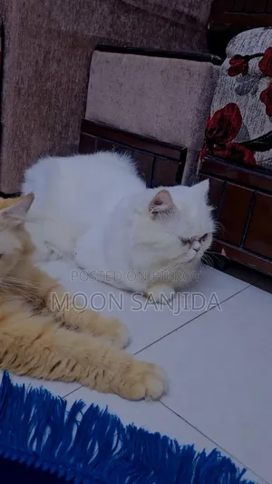 1+ Year Male Purebred Persian
