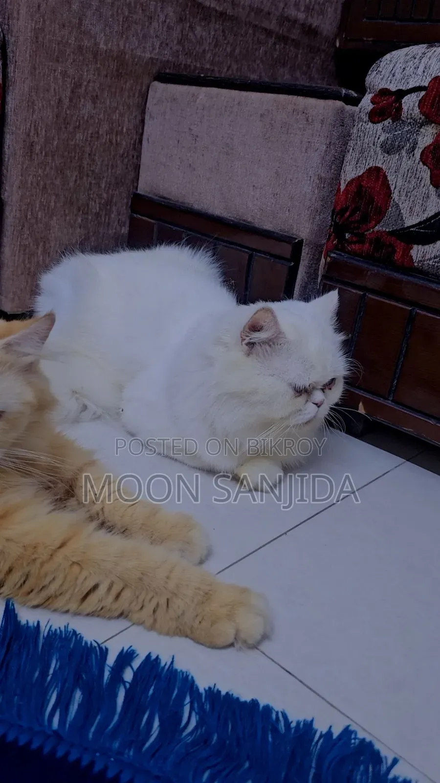 1+ Year Male Purebred Persian