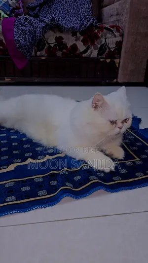 1+ Year Male Purebred Persian