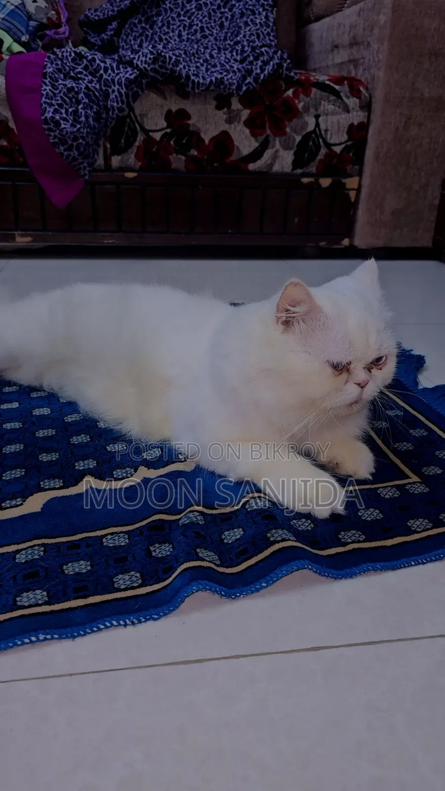 1+ Year Male Purebred Persian