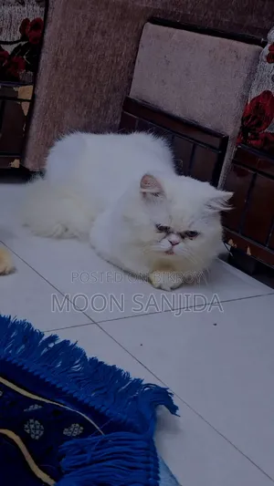1+ Year Male Purebred Persian