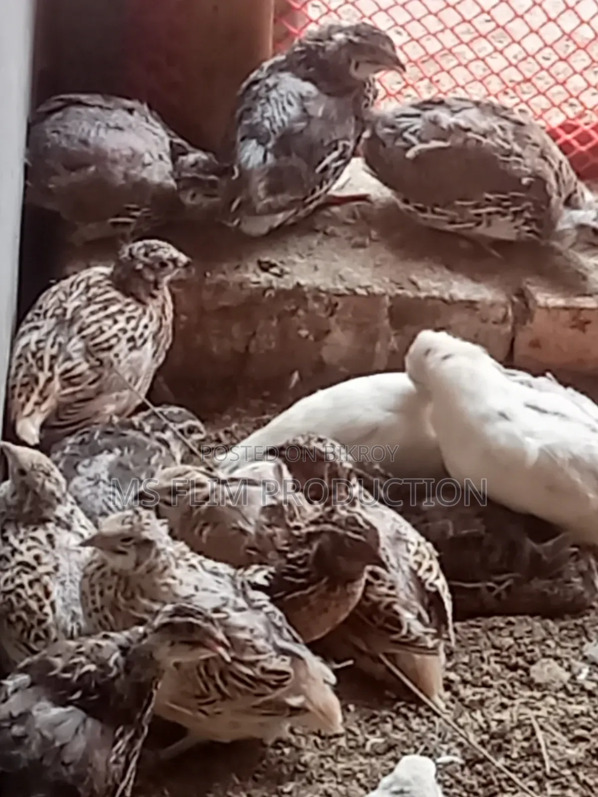 জাপানি জাতের কোয়েল পাখি