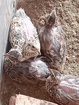 জাপানি জাতের কোয়েল পাখি