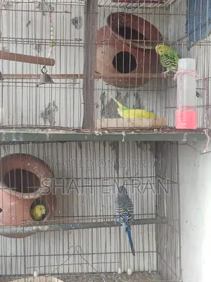 পাখি বিক্রয়