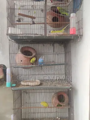 পাখি বিক্রয়
