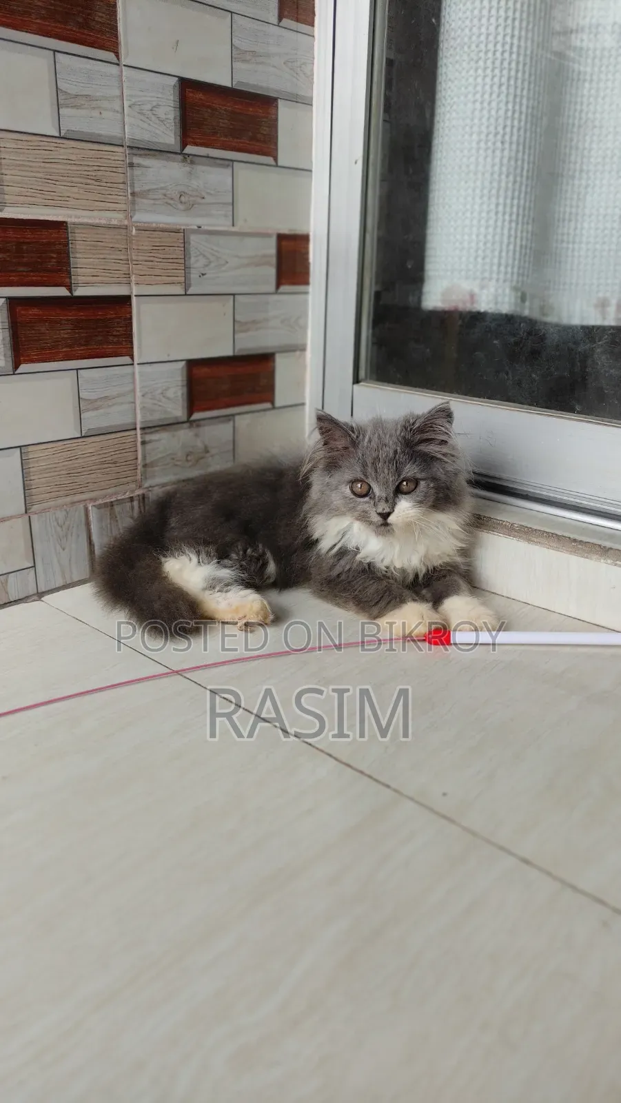 1-3 Months Male Purebred Persian