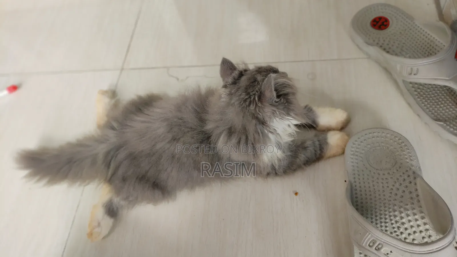 1-3 Months Male Purebred Persian