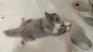 1-3 Months Male Purebred Persian