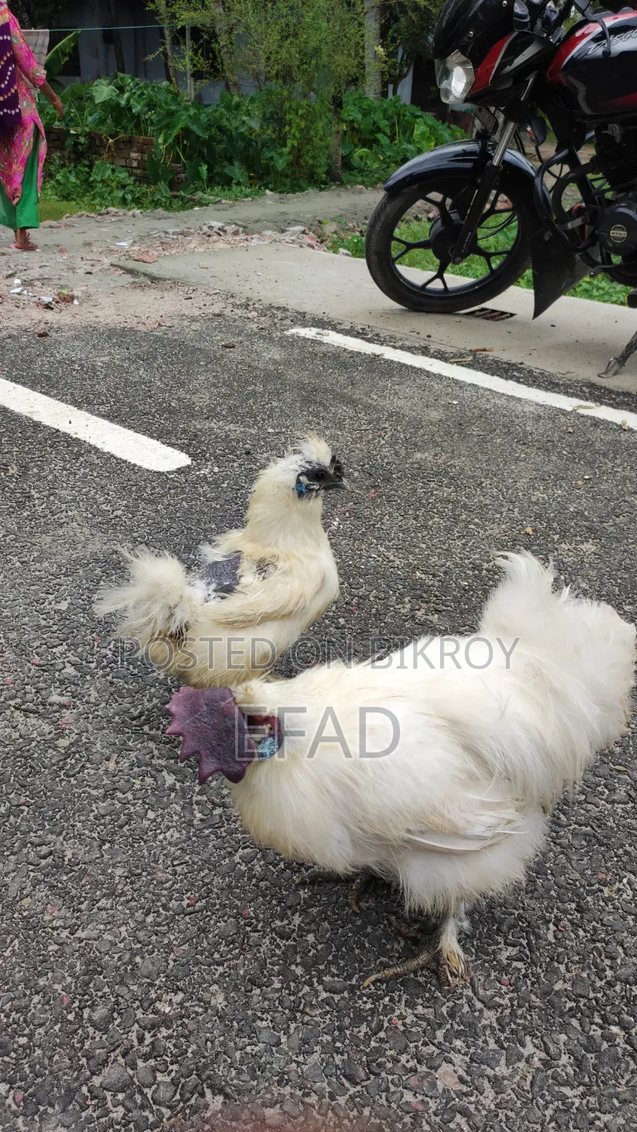 Silkie Chicken Running Pair