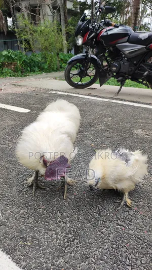 Silkie Chicken Running Pair
