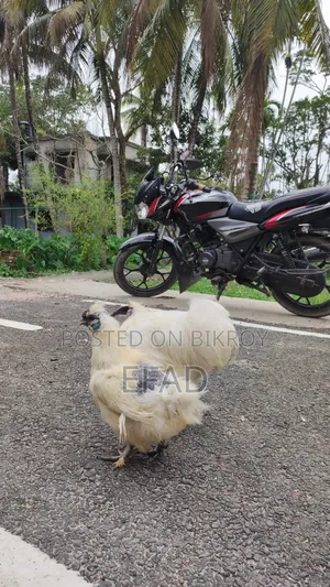 Silkie Chicken Running Pair